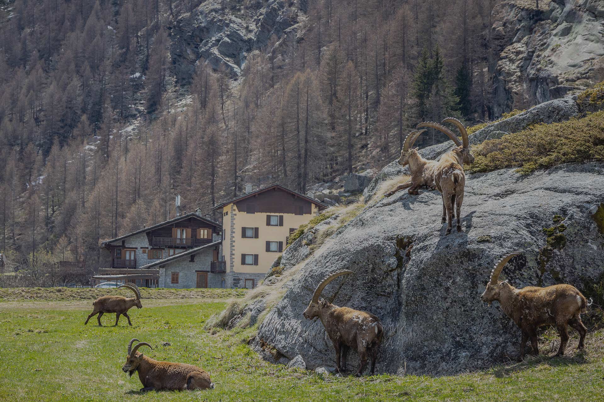hotel nel parco del granparadiso